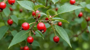 En rosehip-plante med lyse røde bær og grønne blader.