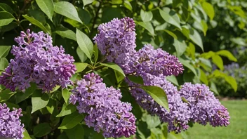 En lilakbusk med vakre lilla blomster i en velstelt hage