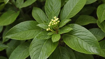 En mannsandel plante med sine særegne egenskaper.