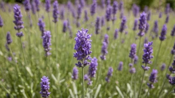 En vakker lavendelblom i full blomst, med delikate lilla kronblad og en gul midt.