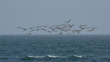 Havfugler i flukt over havet