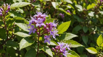 En vakker blomstrende årebærbusk i full blomst.