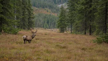 En fredelig og levende skildring av norsk vilt og natur, som understreker viktigheten av bevaring og vern.