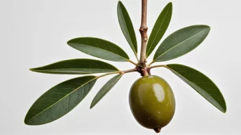 En enkelt olivenfrukt på hvit bakgrunn, med noen blader og en liten gren festet til stammen.