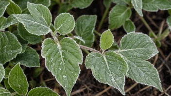 En plante som er skadet av underkjølingsfrost, med synlige tegn på frostskader på bladene og stenglene.