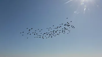 En gruppe fugler som flyr sammen i formasjon