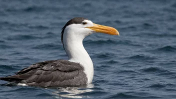 En storsnute svømmer i havet, med sin store snute synlig.