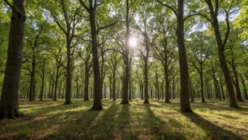 En fredelig skog med eiketrær og en lysning