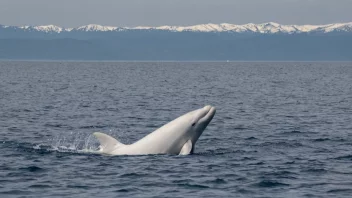 En beluga i sitt naturlige habitat.