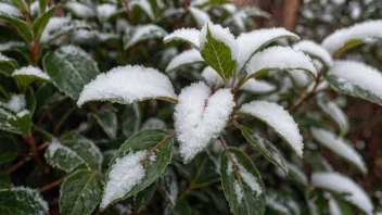 En plante med snø på bladene, som symboliserer dens vinterherdighet.