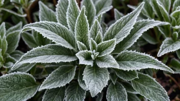 En frosttolerant plante med frost på bladene