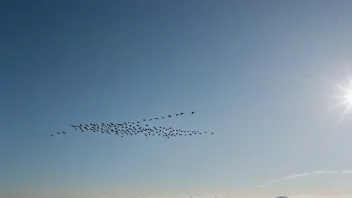 En samling fugler som flyr sammen