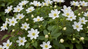 Et bilde av en vårramsplante med hvite blomster