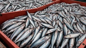 En stor mengde sild, ofte brukt i fiskeindustrien