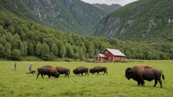 En bufelldrift i Norge, som viser landets rurale landskap og jordbruks tradisjoner.