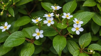 En løvbusk med små blomster i en hage