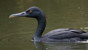 En fiskekormoran som svømmer i vannet, med fjærene våte og glatte.