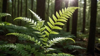 En hvithårbregne som vokser i en skog.