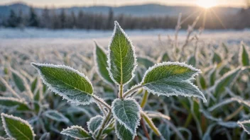 En frostbestandig plante med frost på bladene, mot en kald vinterlandskap.