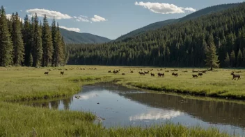 Et naturskjønt landskap med elger som beiter fritt i sin naturlige habitat.