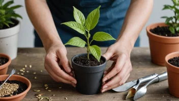 En person holder en liten potteplante, som symboliserer bruk av forplantningsmateriale.