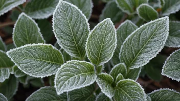 En plante med frost på bladene, men fremdeles ser sunn og robust ut.