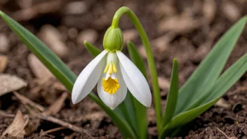 En Galanthus-blomst i blomst, som viser dens delikate skjønnhet.