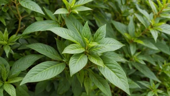 En vakker alltidgrønn plante med lysegrønne blader.