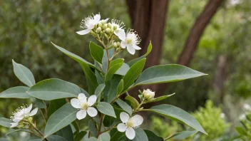 En eukalyptusbusk med grønne blader og hvite blomster.