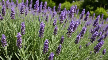 Et nærbilde av en lavendelplante med lilla blomster og grønne blader.