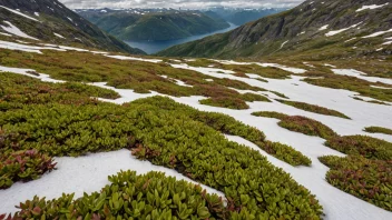 En snøflekkvegetasjon i et norsk fjellandskap, med små planter og blomster som vokser i snøflekkene.