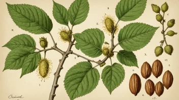 Et bilde av Corylus-planten, også kjent som hassel.