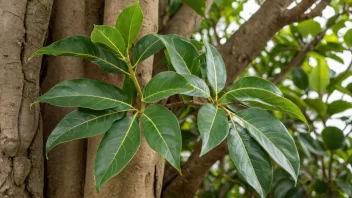 En Ficus-plante med grønne blader og en robust stamme.