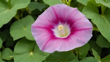 En vakker morgenro-blomst i blomst