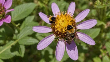 En vakker humleblomst i en hage.