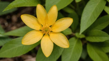 En vakker og sjelden aurblomst, med delikate gylne kronblader og en gul midt.