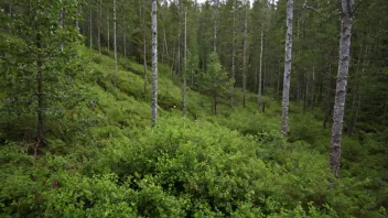 Et bilde av en tett buskvegetasjon i en norsk skog.