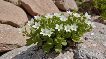 En Saxifraga-plante som vokser i et berglendt terreng.