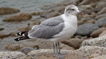 En ung måke med hvite og grå fjær står på en steinete strand