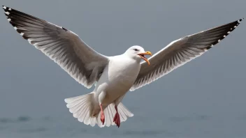 En måke som gjør et høyt, gjentagende lyd.