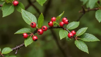 Et bærkratt med små bær i en norsk skog.