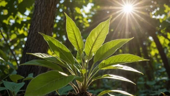 Et bilde av en plante som vokser i skyggen, med solen som skinner gjennom bladene.