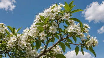 Et hæktræ i blomst, med hvide blomster og grønne blade.