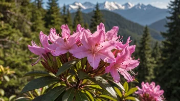 En vakker alperose i blomst, med et uskarpt bakgrunn av fjell og trær.