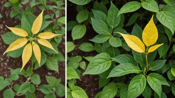 En plante som vissner på grunn av mangel på vann, sammenlignet med en frisk plante.