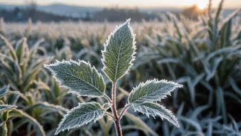 En frostresistent plante med frost på bladene, mot en kald vinterbakgrunn.