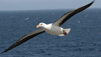 En stor albatrossfugl med et vingespenn på opptil 3,6 meter, flyr over havet