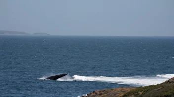 Et hvalutfartssted på en steinete kyst med en hval som hopper ut av vannet i bakgrunnen.