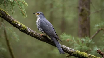 En gauk sitter på en gren i en norsk skog.