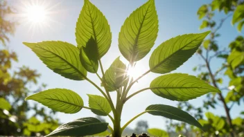 Et bilde av en plante som produserer oksygen.